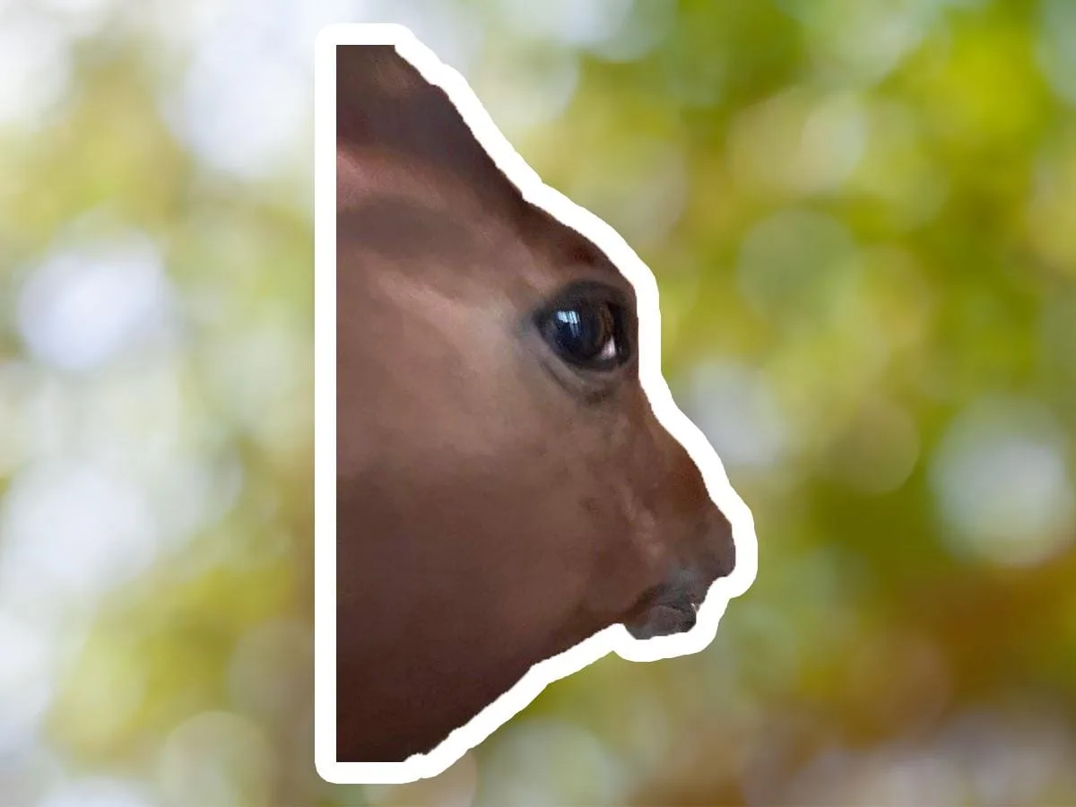 Side Eye Horse Meme Sticker